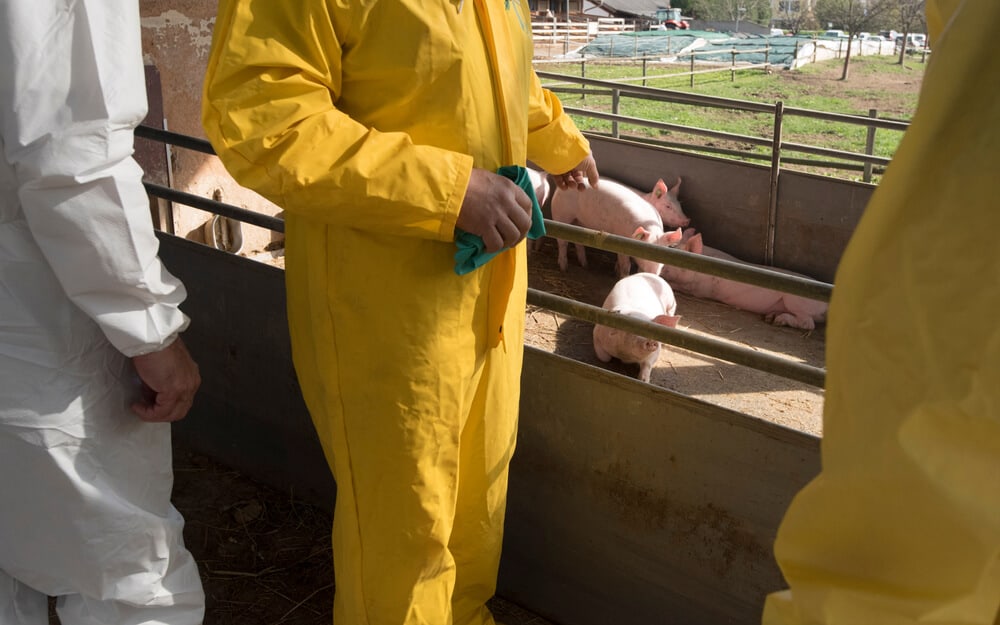 Levante Investimentos - Peste Suína